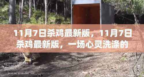 11月7日杀鸡最新版,自然美景的心灵洗涤之旅