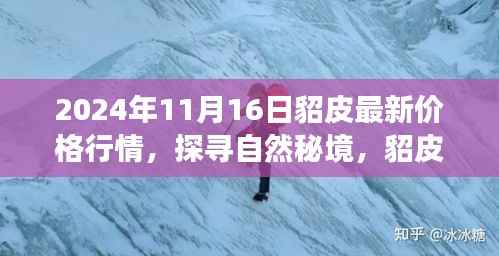 2024年貂皮最新行情揭秘,心灵之旅与价格交响