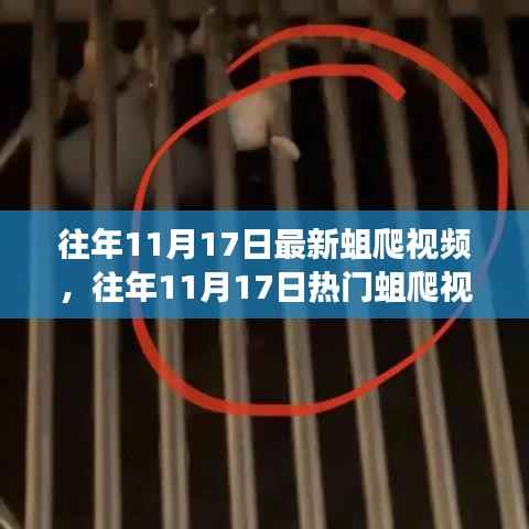 往年11月17日蛆爬视频回顾,网络现象背后的故事探索
