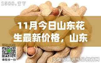山东花生最新价格背后的温馨日常,友情、家庭与季节的馈赠