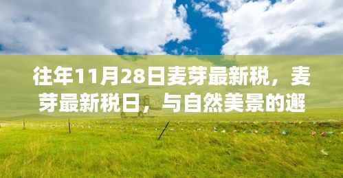 往年11月28日麦芽最新税日活动,与自然美景的邂逅之旅,探寻宁静港湾的心灵之旅