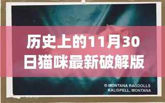 揭秘猫咪最新破解版apk背后的故事,历史上的11月30日事件回顾