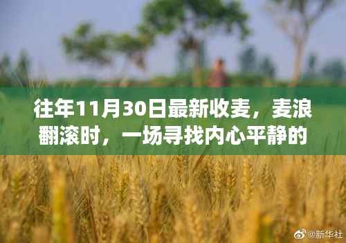 金色麦浪中的内心平静之旅,寻找往年收获日的秘密记忆