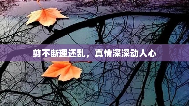 剪不断理还乱,真情深深动人心