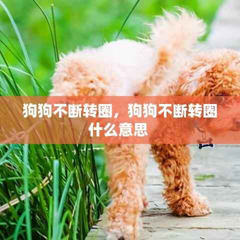 狗狗不断转圈,狗狗不断转圈什么意思