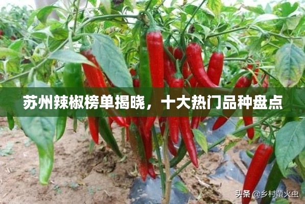 苏州辣椒榜单揭晓,十大热门品种盘点