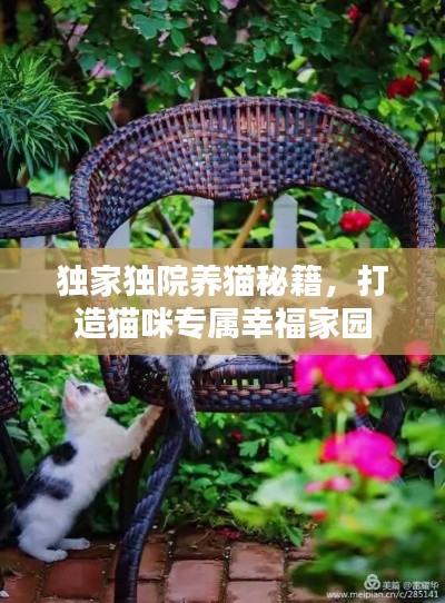 独家独院养猫秘籍,打造猫咪专属幸福家园