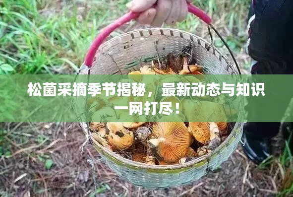 松菌采摘季节揭秘,最新动态与知识一网打尽!