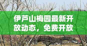 伊芦山梅园最新开放动态,免费开放全面解析!