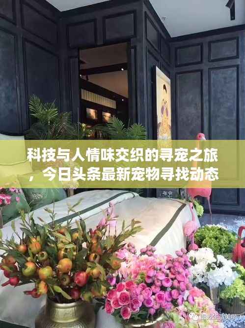 科技与人情味交织的寻宠之旅,今日头条最新宠物寻找动态
