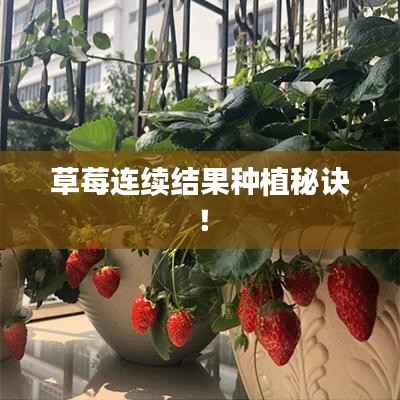 草莓连续结果种植秘诀!