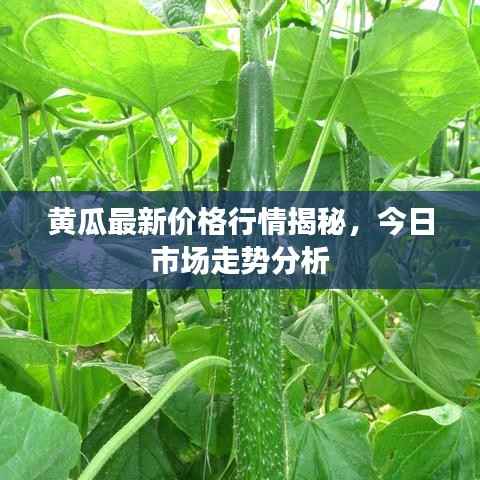 黄瓜最新价格行情揭秘,今日市场走势分析