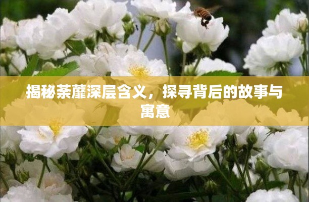 揭秘荼蘼深层含义,探寻背后的故事与寓意