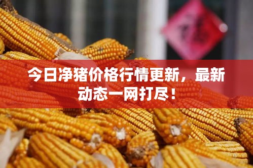 今日净猪价格行情更新,最新动态一网打尽!