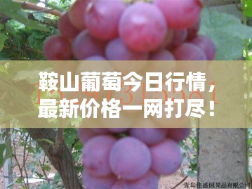 鞍山葡萄今日行情,最新价格一网打尽!
