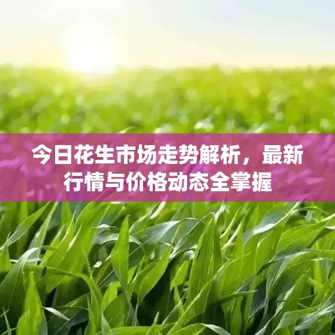 今日花生市场走势解析,最新行情与价格动态全掌握