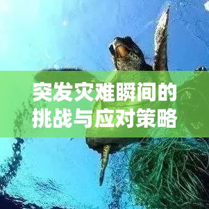 突发灾难瞬间的挑战与应对策略,如何应对灾难危机?