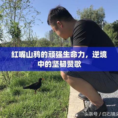 红嘴山鸦的顽强生命力,逆境中的坚韧赞歌