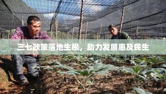 三七政策落地生根,助力发展惠及民生